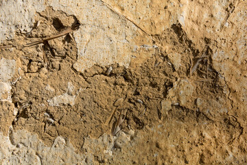 A dirty wall of mud and straw on a dilapidated country house. Close up and copy space for text or...