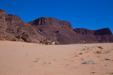 al ula rocks with camel 