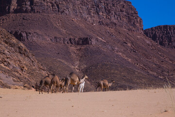 al ula rocks with camel 