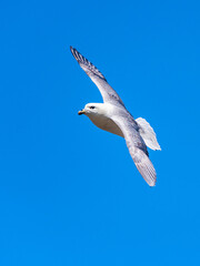 Northern Fulmar, Fulmarus glacialis from Puffin Cove, Drumhollistan, Scotland