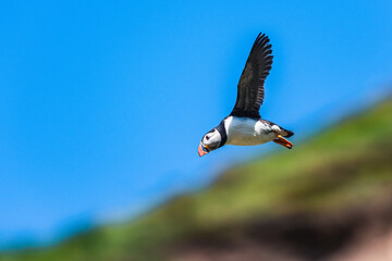 Atlantic Puffin, Fratercula arctica in flight from Puffin Cove, Drumhollistan, Scotland