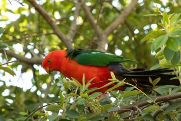 king parrot on a tree