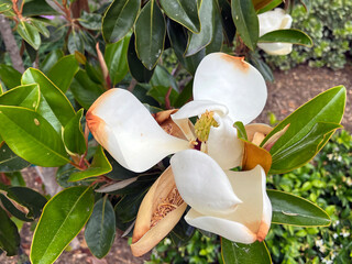Wilting blossom of a southern magnolia grandiflora tulip tree