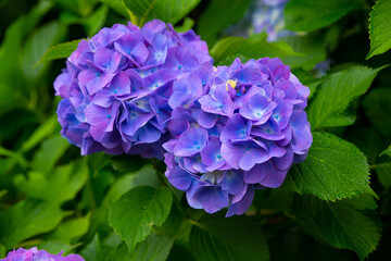 紫陽花