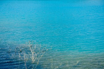 透明な湖面から見える木の枝　せせらぎの背景