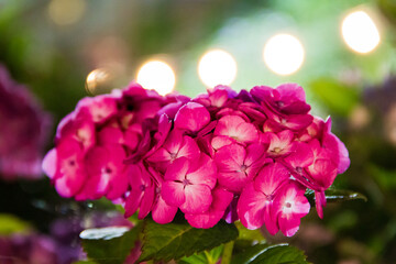 Obraz premium 紫陽花