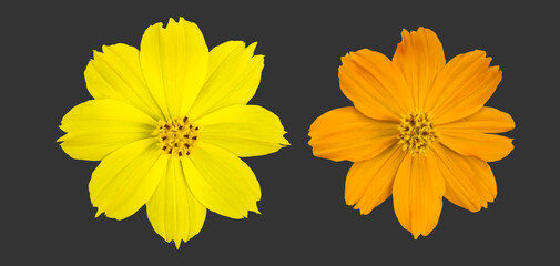 isolated young yellow cosmos flower with clipping paths.