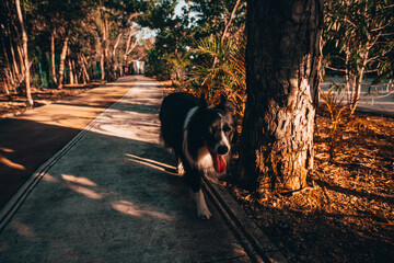 Black and white border collie walking on a trail surrounded by tropical forest with warm light at sunset in Playa del Carmen 