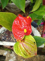 close up of an fruit