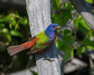 Male Painted Bunting