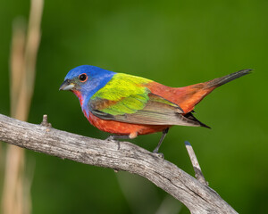 Male Painted Bunting