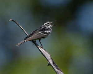 Black and White Warbler