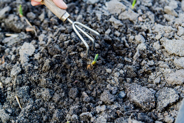 gardener's hand works the soil with a rake. close-up.