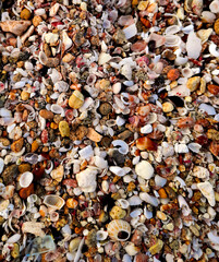autumn leaves background