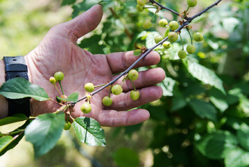 gardener's hand is holding Green cherries.