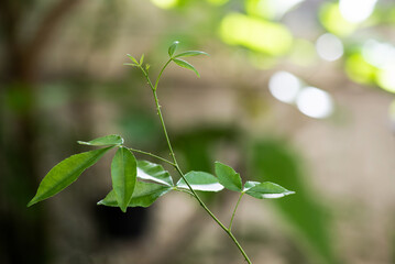 Toddalia asiatica or lopea tree on nature background.