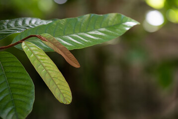 Knema angustifolia tree and branch leaves on nature background.