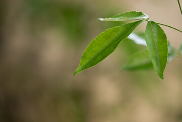 Toddalia asiatica or lopea tree on nature background.