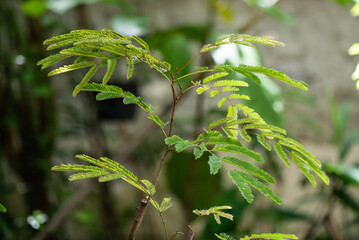 Soap pod tree on nature background.