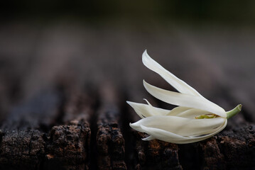 White champaka flower on nature background.