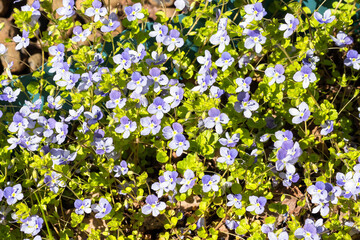 Obraz na płótnie Canvas Houstonia thyme is a ground cover rare herbaceous perennial plant for an alpine slide in the garden.