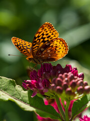butterfly on flower