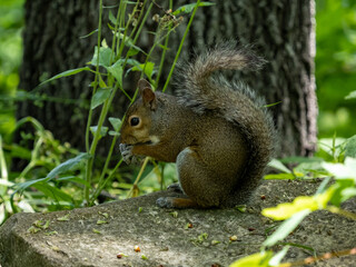 squirrel in the park
