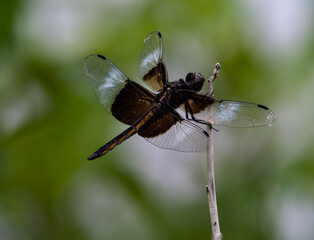 dragonfly on a branch