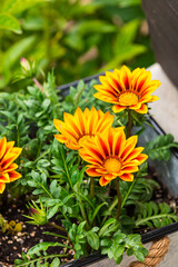 Yellow Gazania flower in Pot. Spring Landscaping Planting. African Daisy Flower. Selective focus.