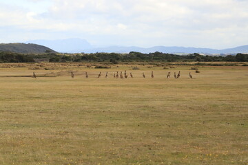 Obraz premium kangaroo in a bush at parc national Narawntapu