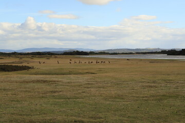 Obraz premium kangaroo in a bushland at the national park Narawntapu 