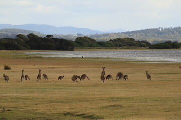 kangaroo in a bush at parc national Narawntapu