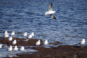 Seagulls Standing on Rocks