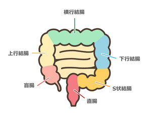 大腸のデフォルメイラスト