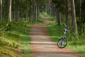Bicycle parked on a hiking trail in the majestic evergreen forest park. Mighty pine trees. Concept landscape. Nature, tourism, nordic walking, cycling, exploring, healthy lifestyle, sport themes