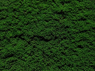 green moss wall background, close-up view