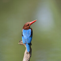 White-throated kingfisher common resident bird of Thailand which could be find in mangrove forest.