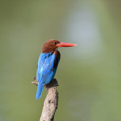 White-throated kingfisher common resident bird of Thailand which could be find in mangrove forest.