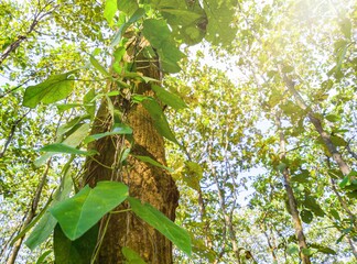view of teak trees in the forest, teak trees in the morning, nature background, teak trees in...