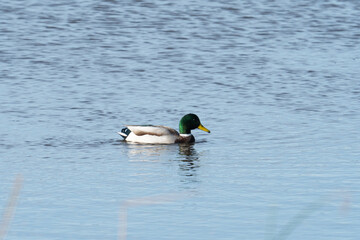 Drake a male Mallard waterfowl duck species swimming on a freshwater pond with his little duck feet paddling below the surface