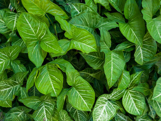 Sri rejeki leaf background that propagates in the yard