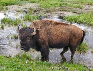 Bison