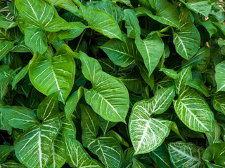 Sri rejeki leaf background that propagates in the yard