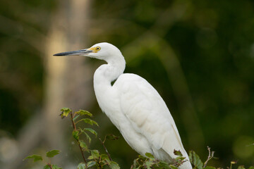 Great white egret with its head and neck tucked back as it is perched on a shrub low to the ground...
