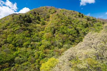 Obraz premium 栃木県 新緑