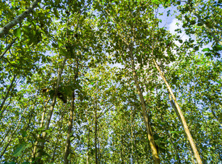 view of teak trees in the forest, teak trees in the morning, nature background, teak trees in tropical forest, nature wallpaper, teak tree of life