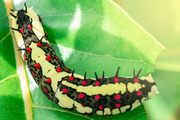 A caterpillar with a scary body and color, fair lighting.
