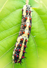 A caterpillar with a scary body and color, fair lighting.