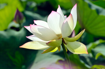 Blossoming lotus flower