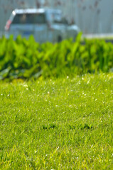 water drops on the grass